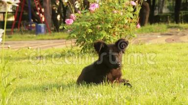 坐在草地上的无家可归的狗